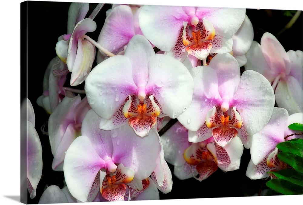 Moth Orchids 1