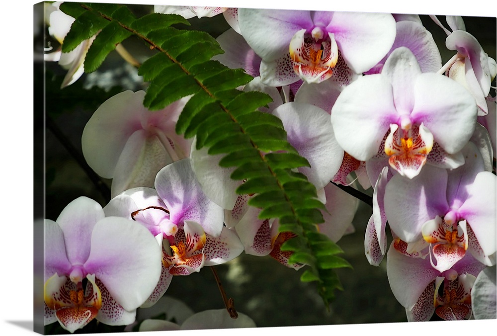 Moth Orchids 2