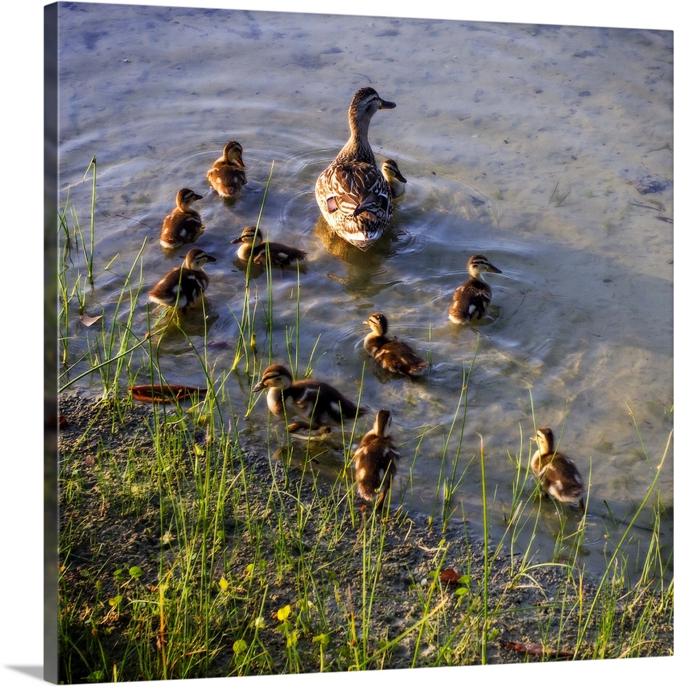 Mother Duck And Family II