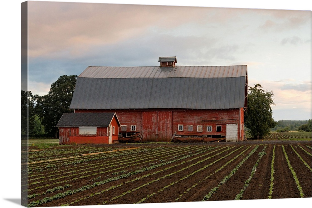 Photograph of a red barn with rows of crops in the foreground.