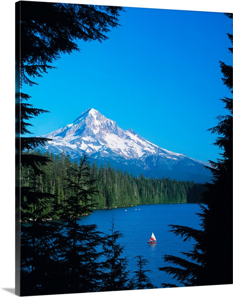 Snowy Mount Hood seen from a lake surrounded by pine trees.