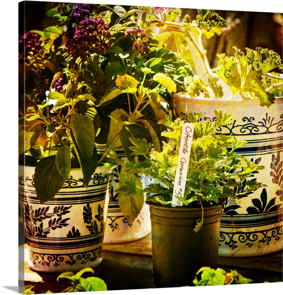 Square photograph of potted plants and herbs.