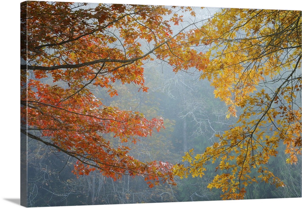 Oak trees on a foggy morning, Washington, Kitsap County, Seabeck
