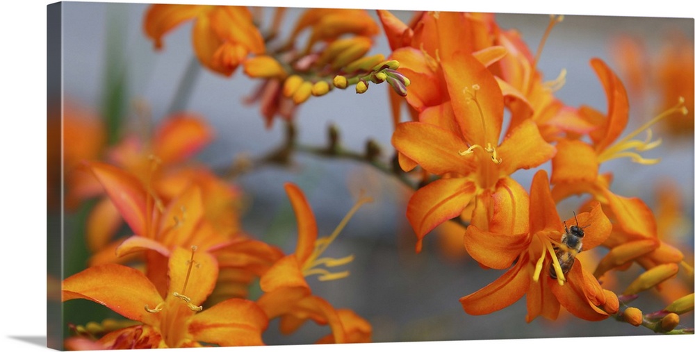 Close-up photograph of orange lilies with a bee extracting pollen in one of them.
