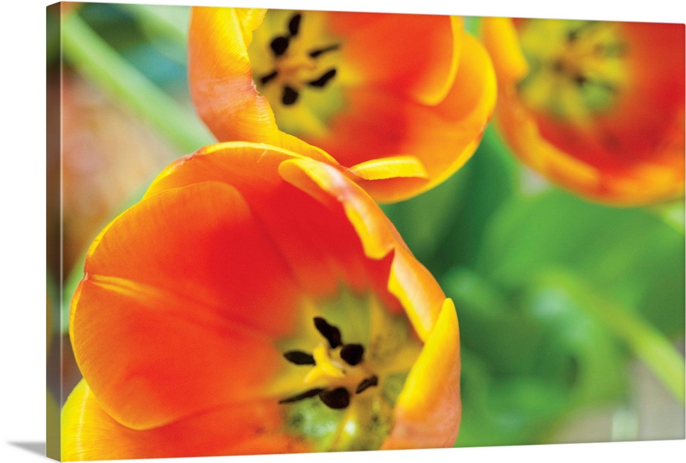 Orange Tulips II
