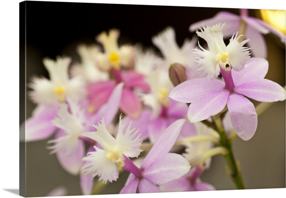 Singing Orchids; Pink and White