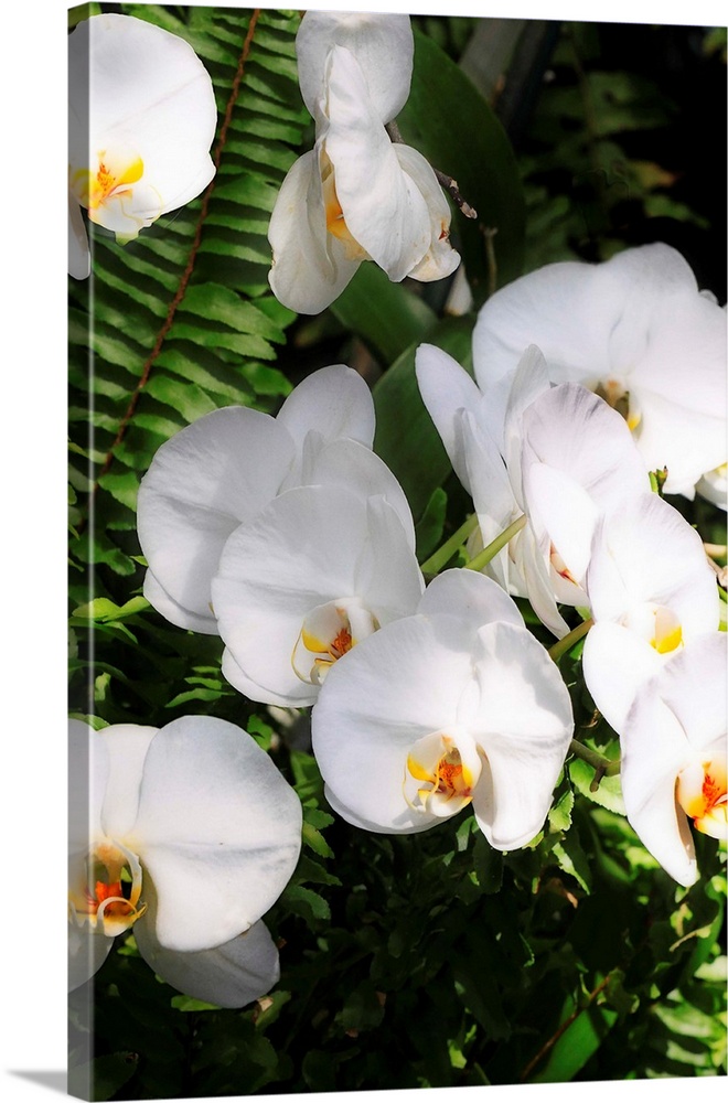 Orchids and Ferns 2