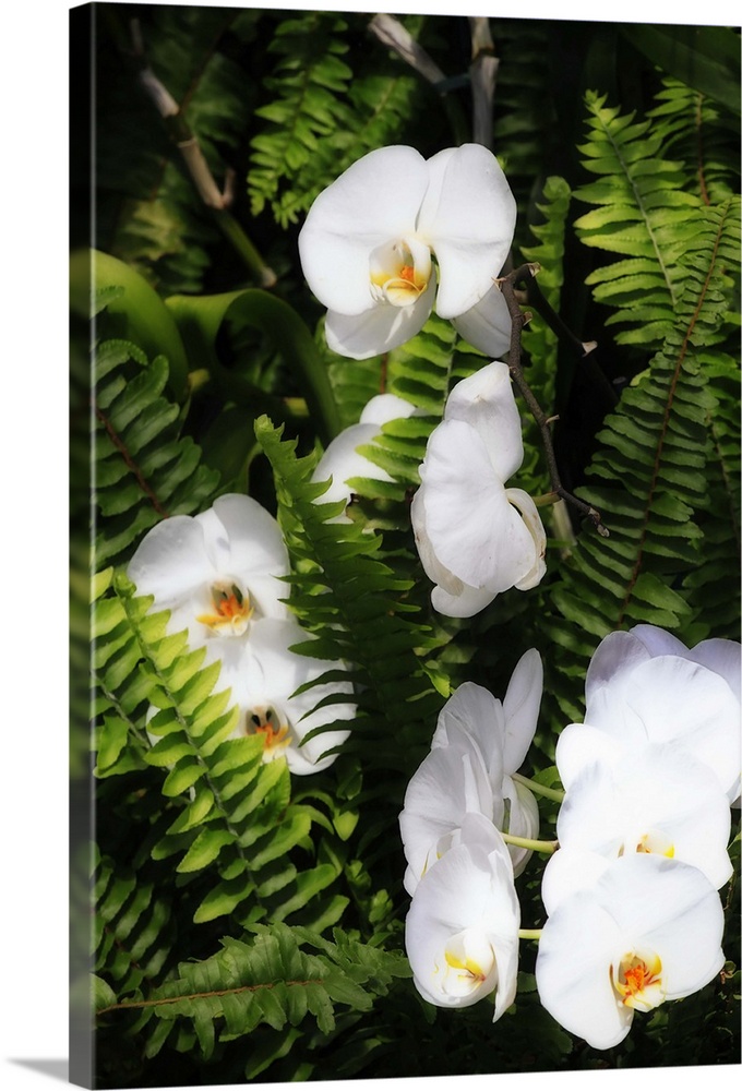 Orchids and Ferns 1