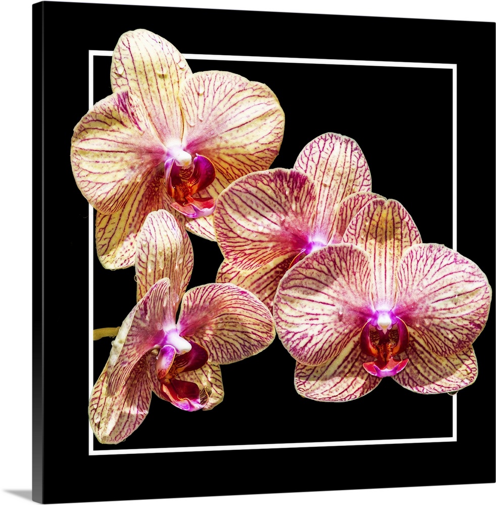 Close up of peach-colored orchid flowers in a white and black frame.