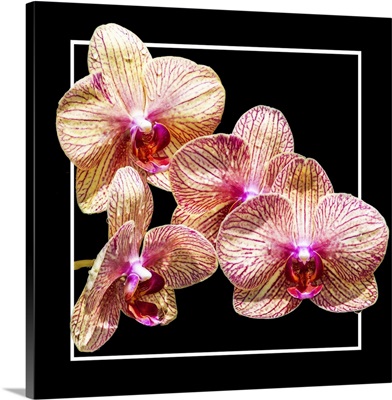 Orchids on Black I