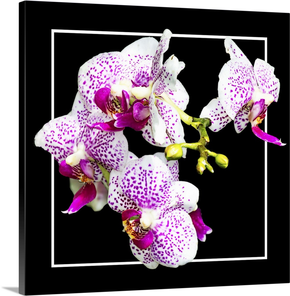 Close up of pink-colored orchid flowers in a white and black frame.