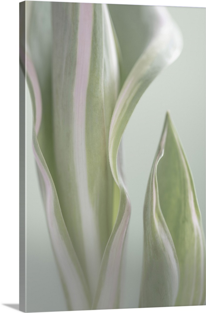 Pale Green Beginning I