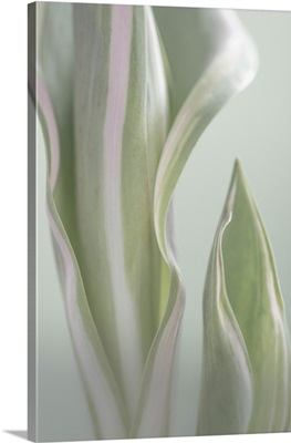 Pale Green Beginning I