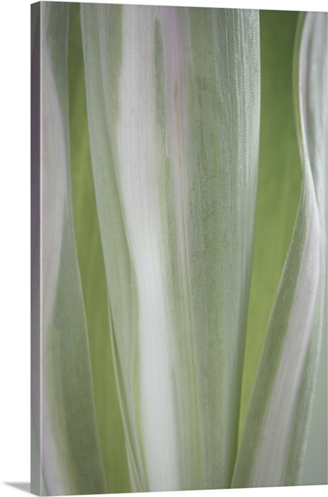 Pale Green Beginning II