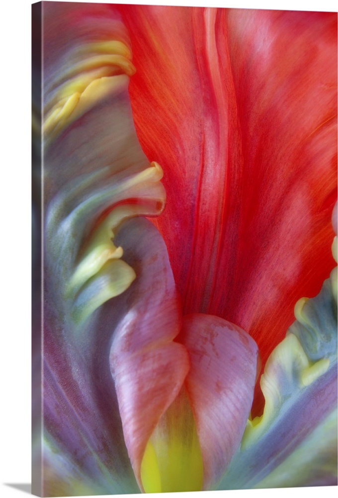 Close up of the colorful petals of a Parrot Tulip flower.