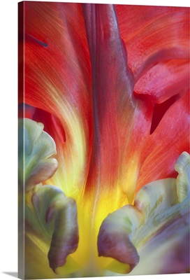 Parrot Tulip II