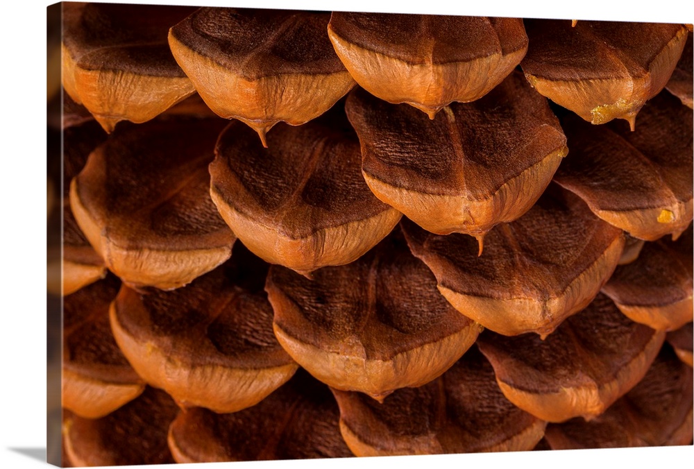 Close up detail of the seeds of a pinecone.