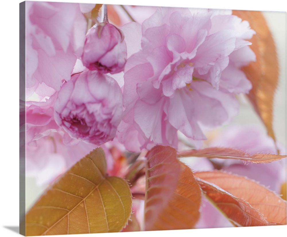 Pink Cherry Tree Blossoms, Washington, Seabeck