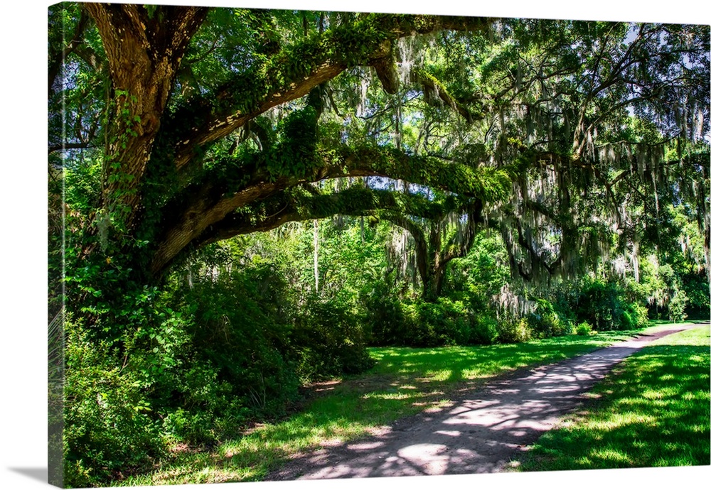 Landscape photograph of a sidewalk passing through large, lush, mossy trees.