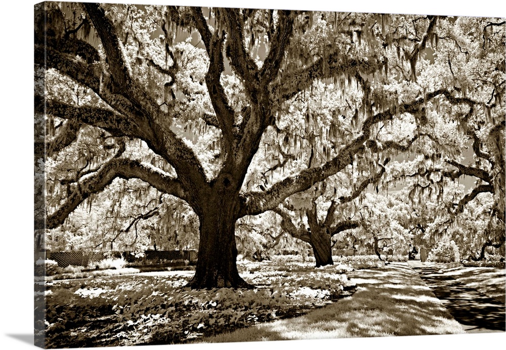 Black and white photography of a tall oak tree with large branches in a shady forest.