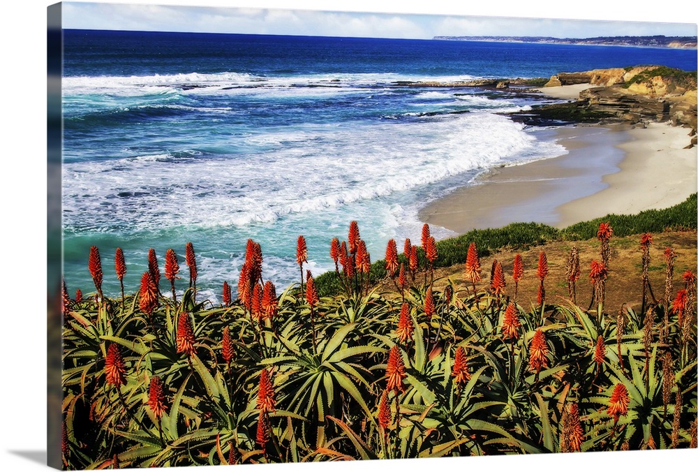 Landscape photograph of a small beach in La Jolla, CA, with red hot poker flowers in the foreground.