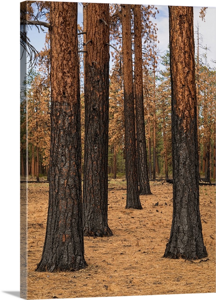 Photograph of pine tree trunks in Ponderosa Forest after a controlled fire.