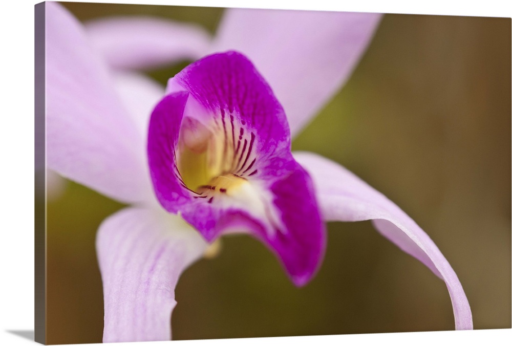 Purple and Pink Orchid