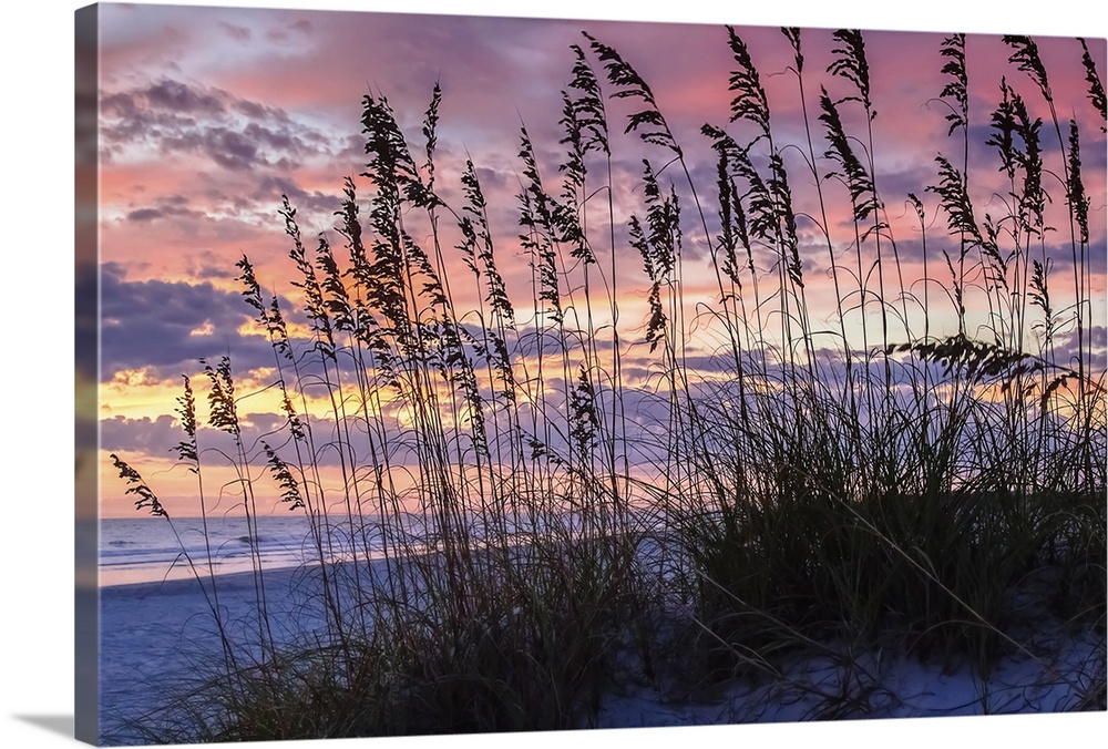 Silhouette of beach grasses against the bright colors of the sunrise sky.