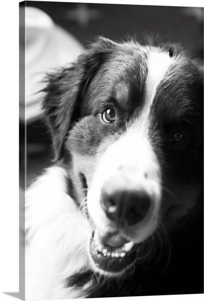 Ranch Dog, Black and White