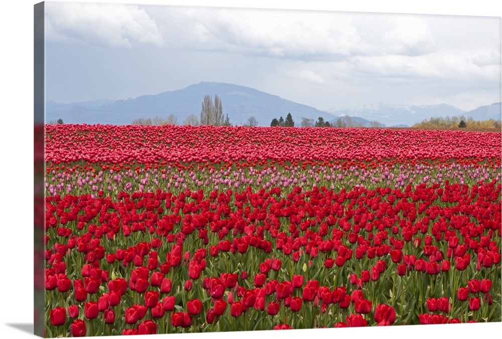 Red Tulip Mound II