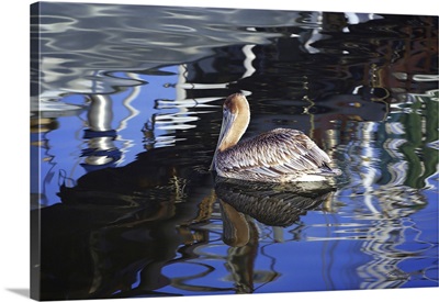 Reflections & Pelican
