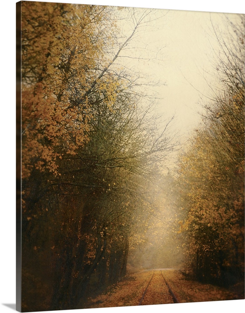 Vertical, large fine art photograph of a narrow road covered in fallen leaves, surrounded by half bare trees with golden a...