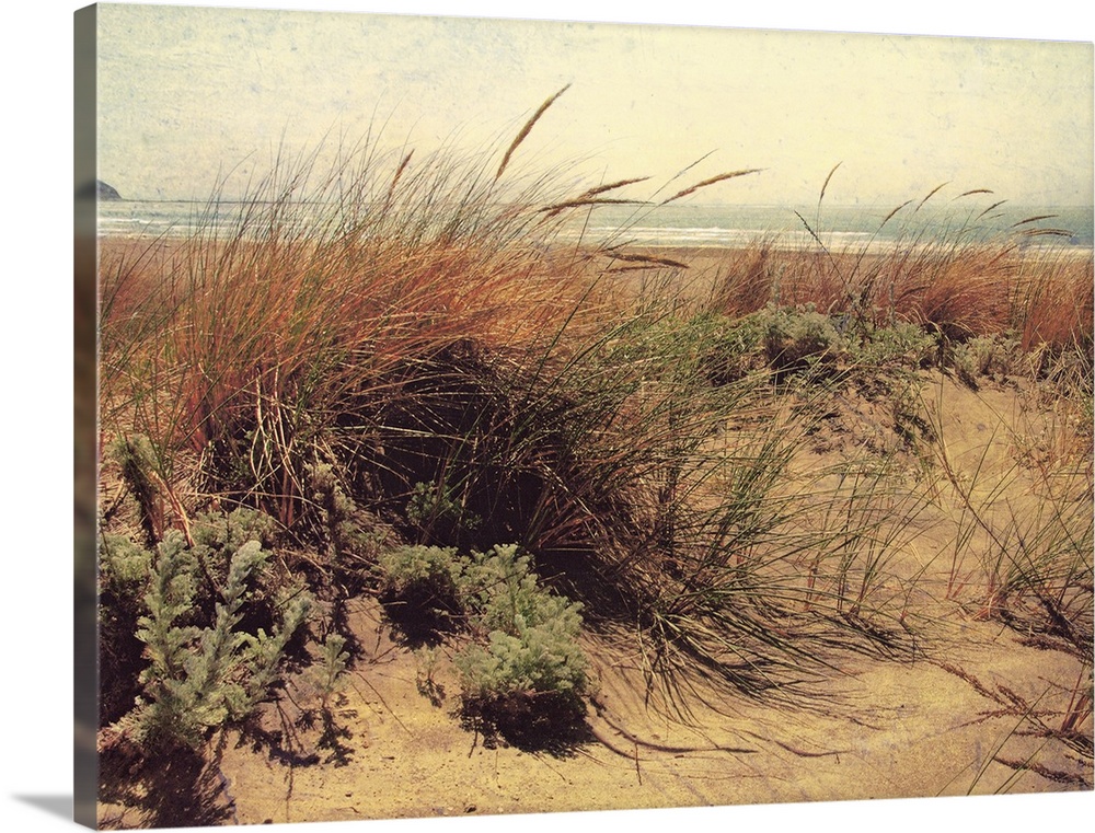 Large, horizontal, vintage photograph of tall grasses and foliage in front of the beach, blue waters on the horizon.