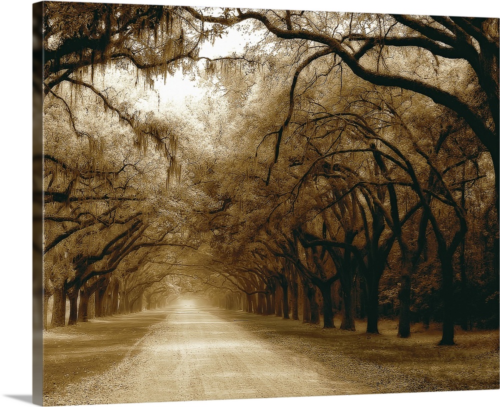 Photograph of long dirt road lined with huge trees on both sides in Georgia.