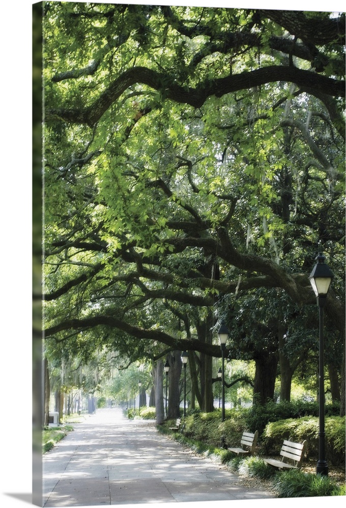 Vertical image on canvas of a walkway leading through a park with large trees with big branches.