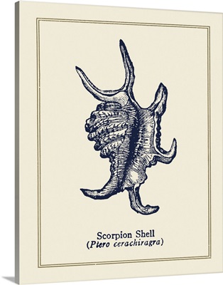 Scorpion Shell