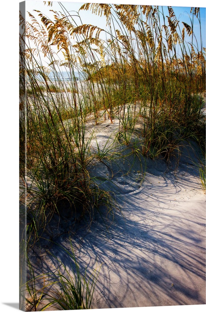 Photograph of sea oats on top of a sand dune.