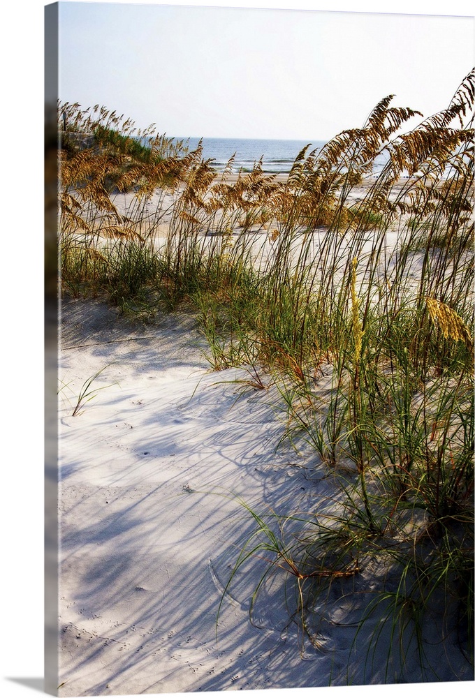 Landscape photograph of a sandy beach covered in sea oats, blowing in the wind.