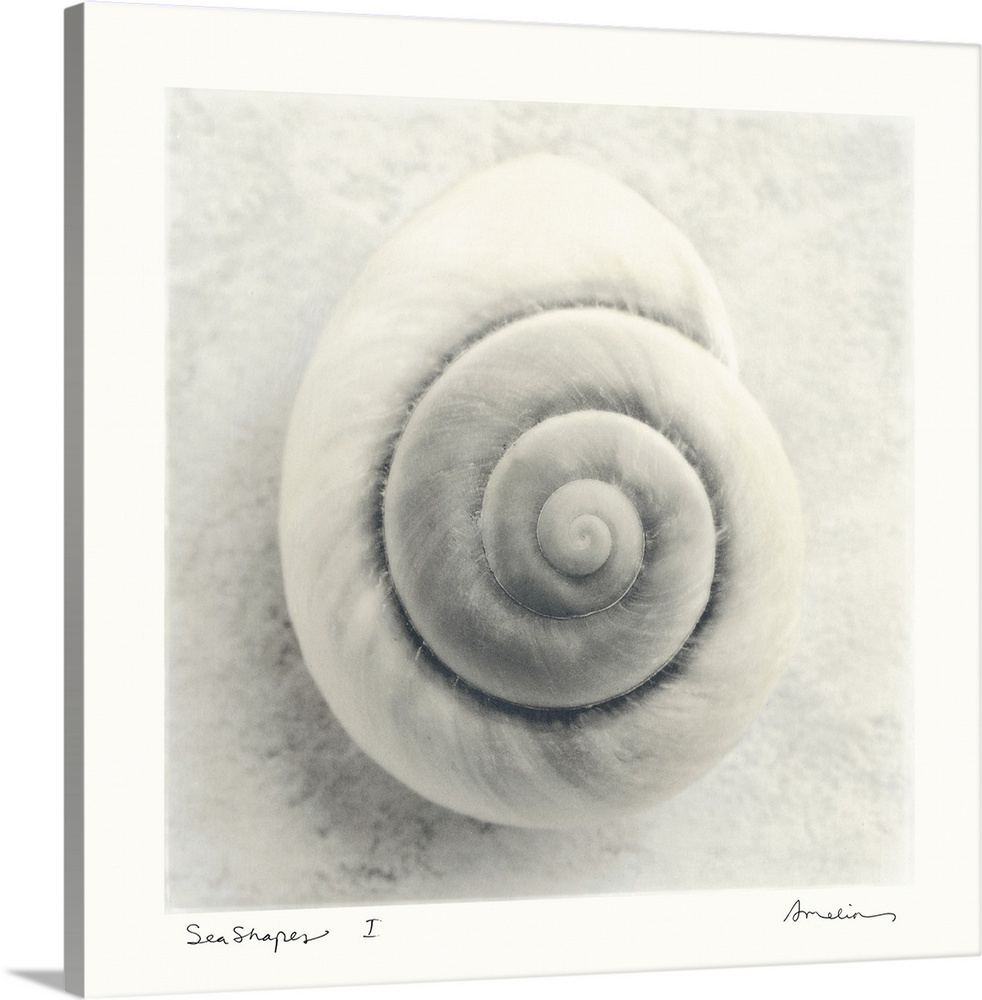 Large, square home art docor of a single, spiral sea shell on the sand, the image surrounded by a solid, light border, the...