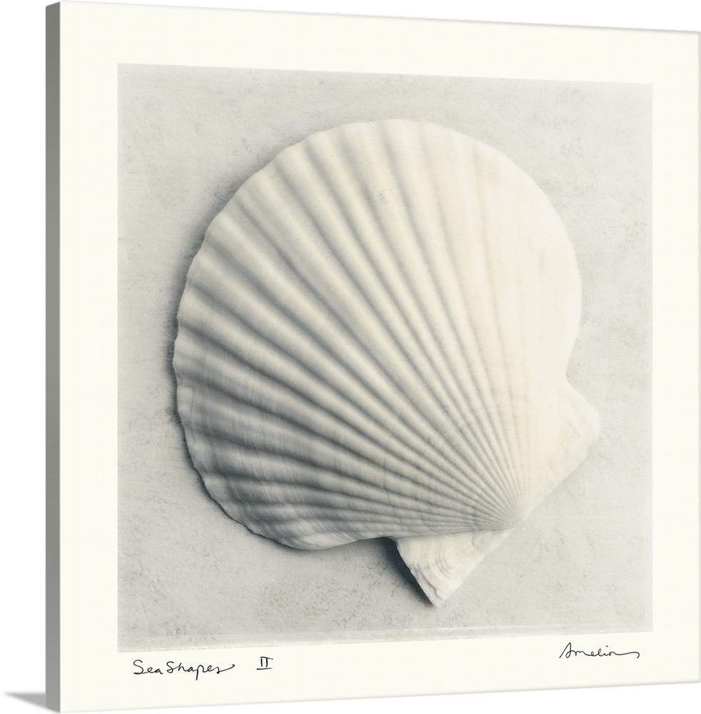 Decorative artwork for the home of an enlarged scallop seashell.