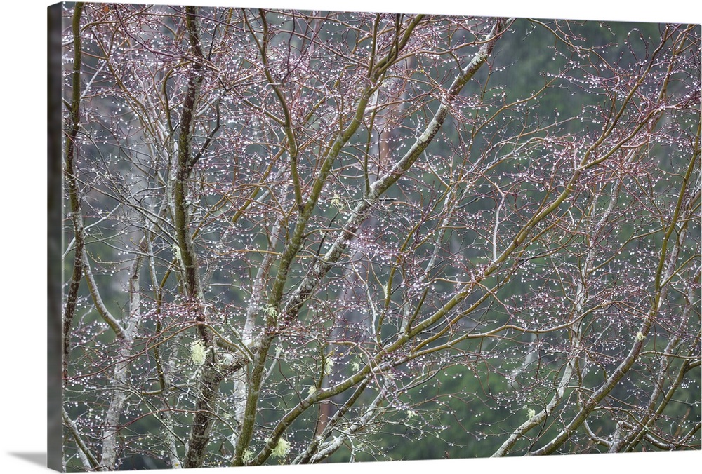 Trees with several thin branches in a forest after the rain.
