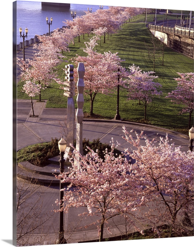 Photograph of cherry blossom trees down by the water in Portland.