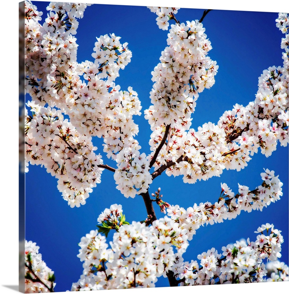 Square photograph of white blossoms on a plum tree with the blue sky in the background.