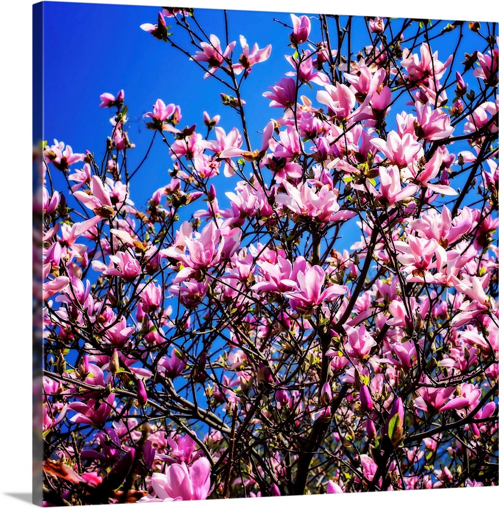 Square photograph of a pink tulip tree close up with a contrasting blue sky in the background.
