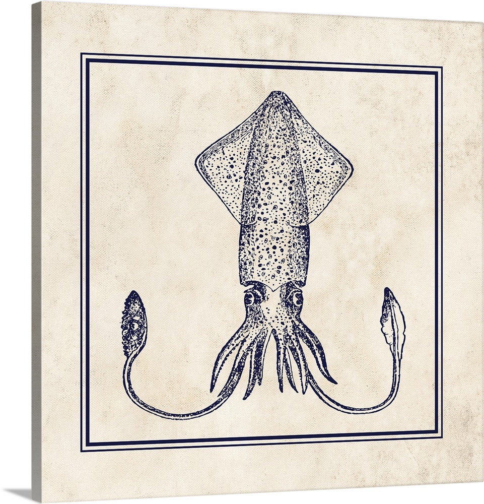 Square illustration of a detailed squid in navy blue and cream.