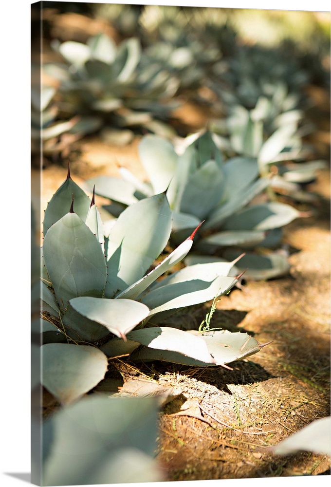 Shallow depth of field photograph of succulents plants in the ground in rows.