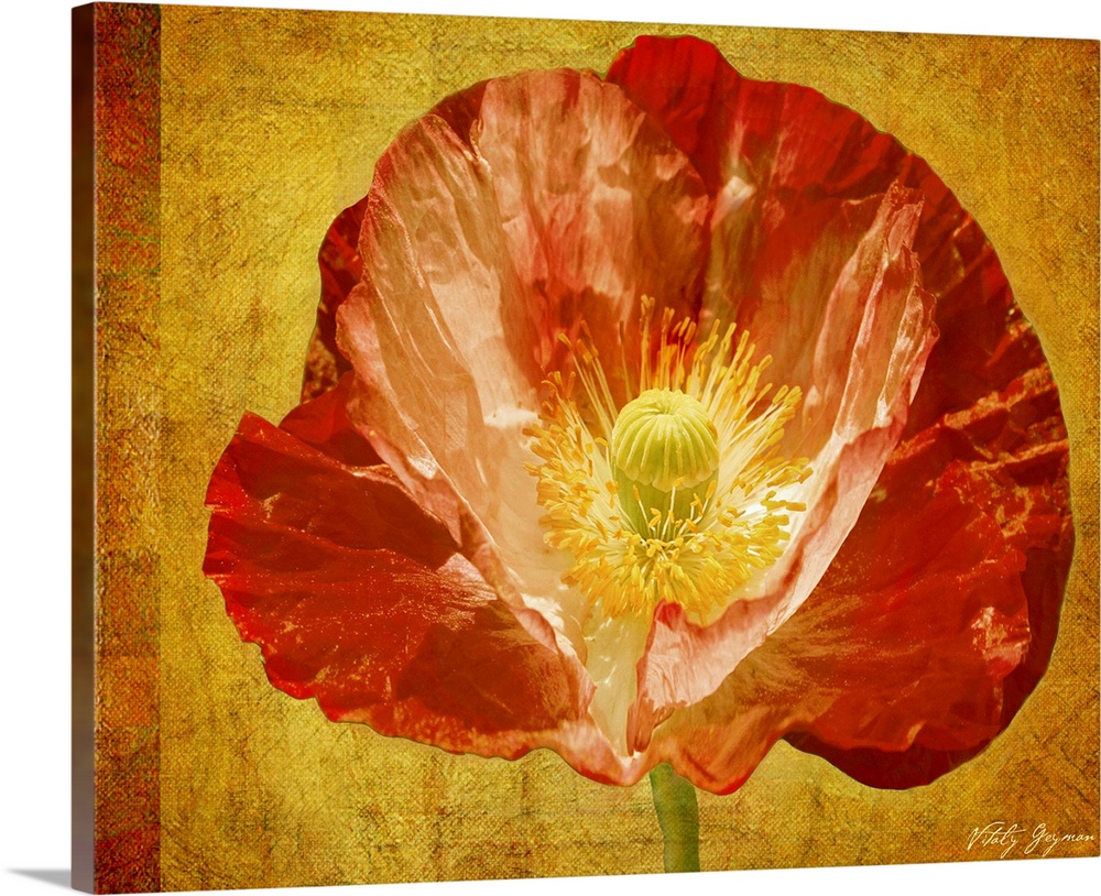Mixed media artwork with an up-close photograph of a flower with an abstract background.