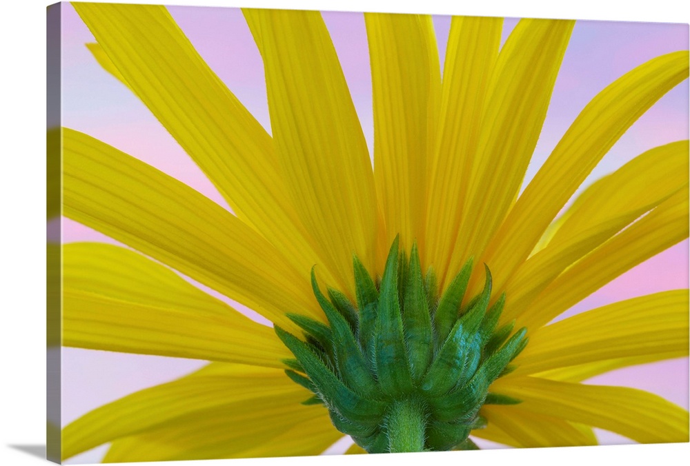 Sunflower Macro II