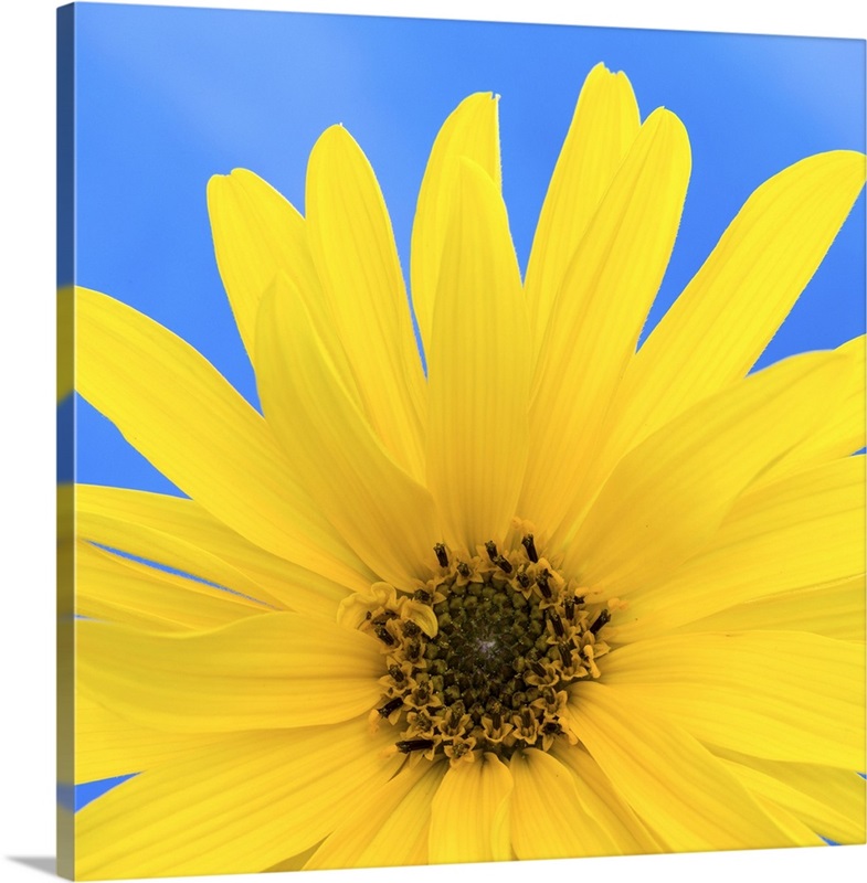 Sunflower on Blue I Wall Art, Canvas Prints, Framed Prints, Wall Peels