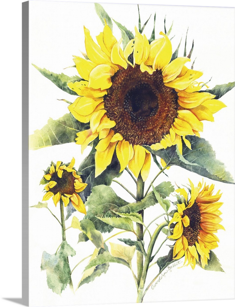 Watercolor painting of sunflowers on a solid white background.